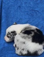 Angelo, a male Border Collie for sale in Lafayette, LA – Photo 7 of 10