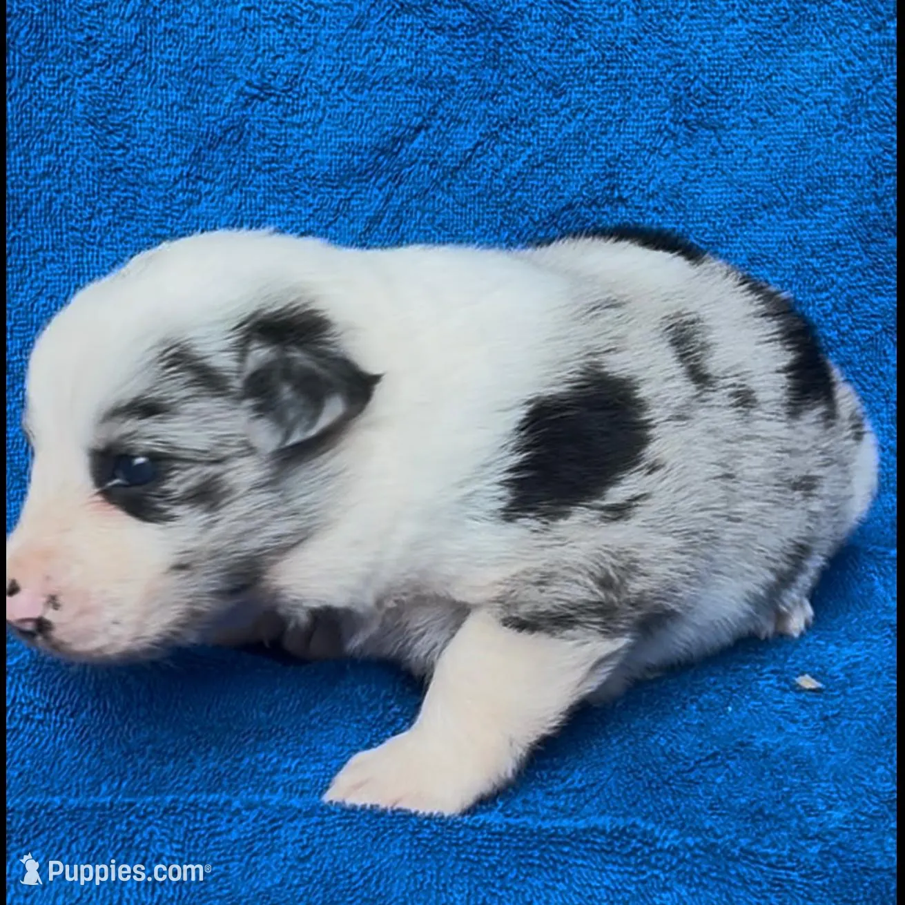 Angelo, a male Border Collie for sale in Lafayette, LA – Photo 6 of 10