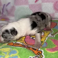 Angelo, a male Border Collie for sale in Lafayette, LA – Photo 9 of 10