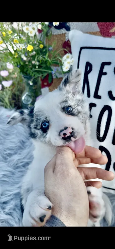 Angelo – Border Collie puppy for sale in Lafayette, LA