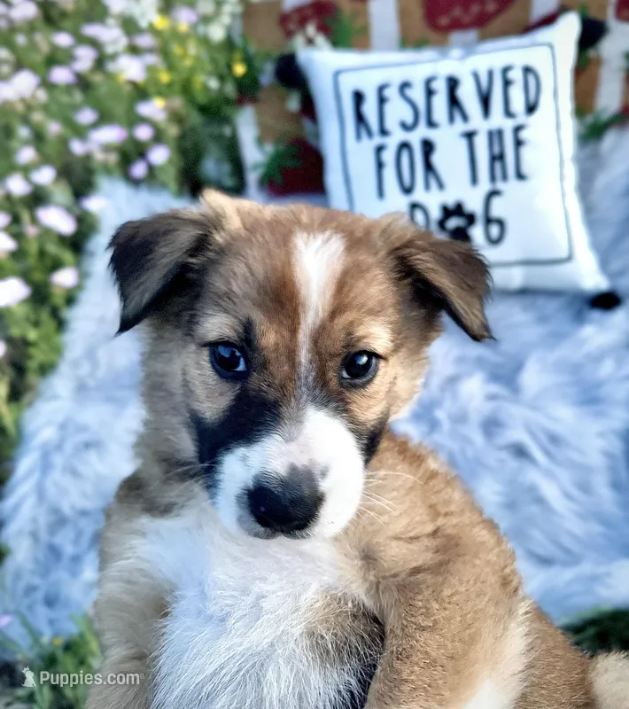 Valentine – Border Collie puppy for sale in Lafayette, LA
