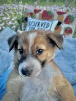 Valentine, a female Border Collie for sale in Lafayette, LA – Photo 3 of 8