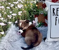 Valentine, a female Border Collie for sale in Lafayette, LA – Photo 2 of 8