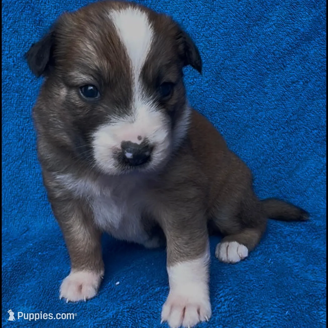 Valentine – Border Collie puppy for sale in Lafayette, LA