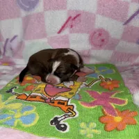 Valentine, a female Border Collie for sale in Lafayette, LA – Photo 7 of 8