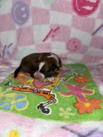 Valentine, a female Border Collie for sale in Lafayette, LA – Photo 1 of 2