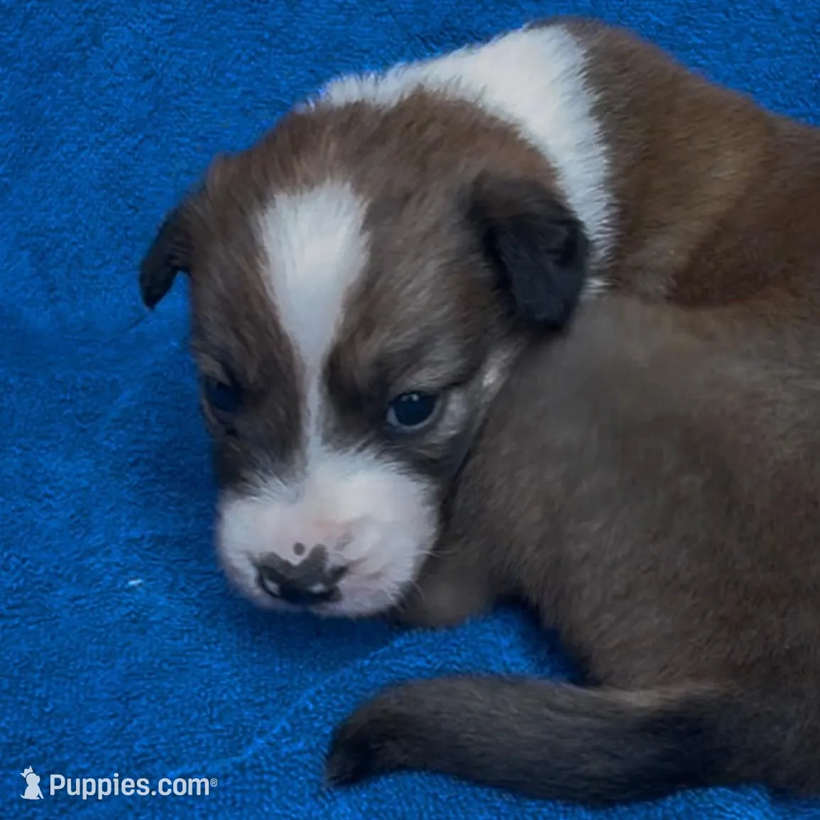 Valentine, a female Border Collie for sale in Lafayette, LA – Photo 6 of 8