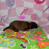 Valentine, a female Border Collie for sale in Lafayette, LA – Photo 8 of 8