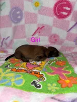 Valentine, a female Border Collie for sale in Lafayette, LA – Photo 2 of 2