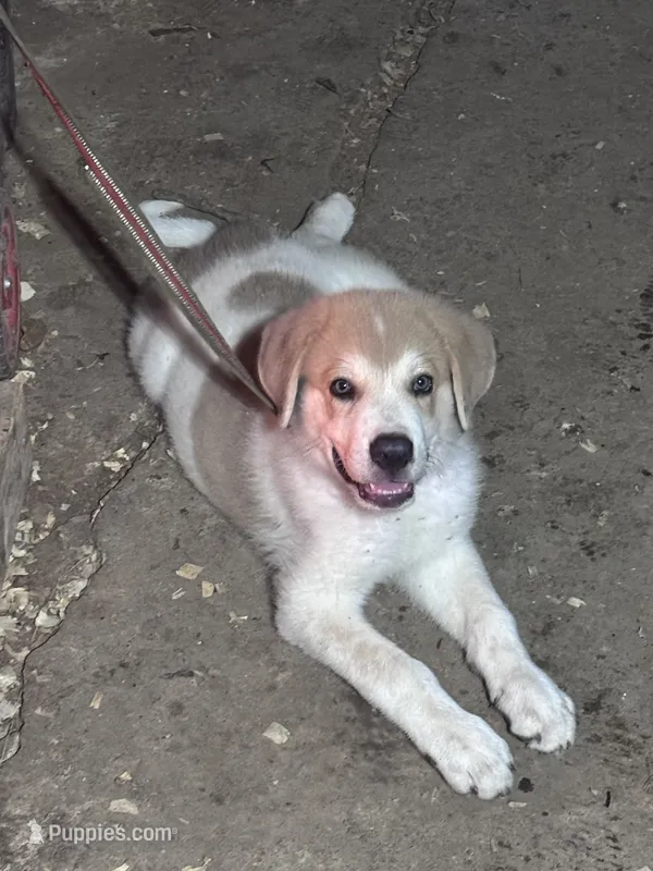 Pops – Anatolian Shepherd Dog, Great Pyrenees puppy for sale in Lafayette, LA