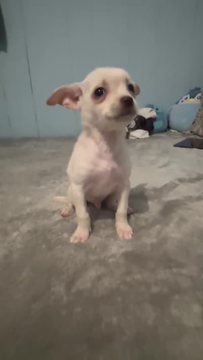 Male 1, a male Pomchi for sale in Muskogee, OK – 3 of 3