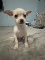 Male 1, a male Pomchi for sale in Muskogee, OK – 2 of 3