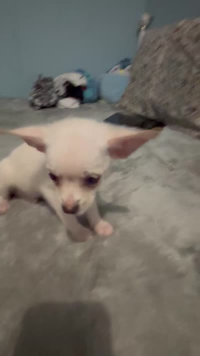 Male 2, a male Pomchi for sale in Muskogee, OK – 3 of 3