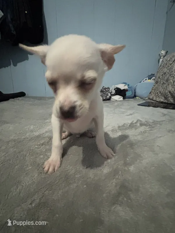 Male 2 – Pomchi puppy for sale in Muskogee, OK