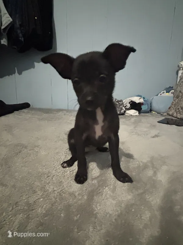 Female 1 – Pomchi puppy for sale in Muskogee, OK
