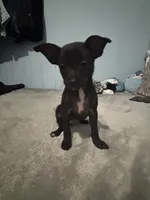 Female 1, a female Pomchi for sale in Muskogee, OK – 1 of 2