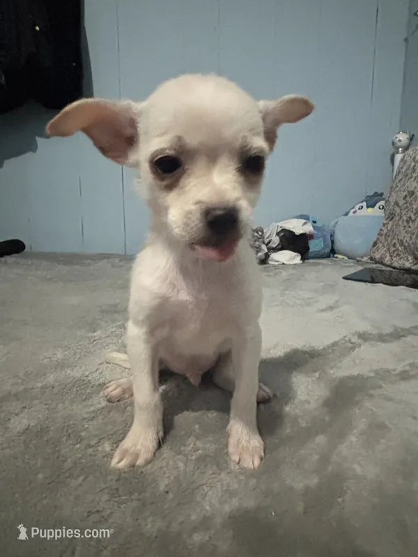 Male 1 – Pomchi puppy for sale in Muskogee, OK