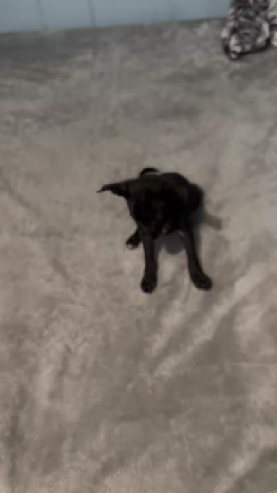 Female 1, a female Pomchi for sale in Muskogee, OK – 2 of 2
