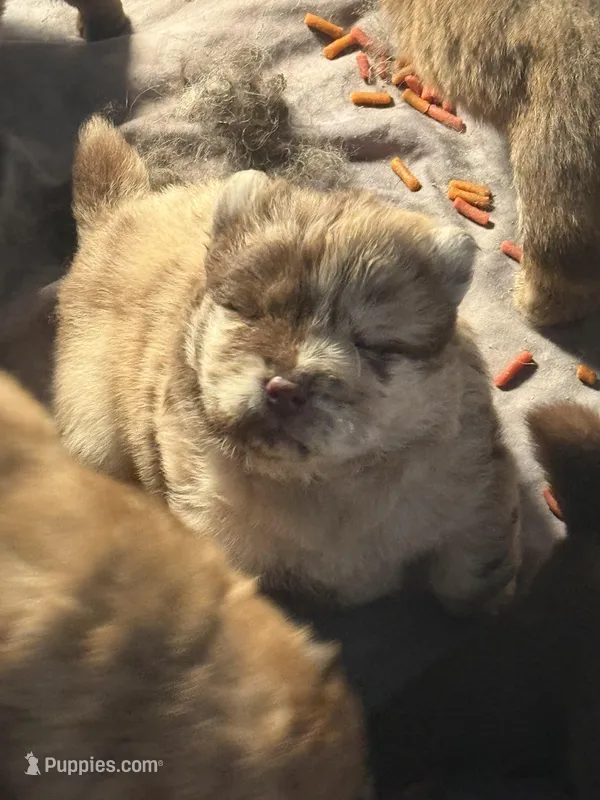 Max, a male Chow Chow for sale in Cordele, GA – Photo 1 of 2