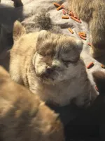 Max, a male Chow Chow for sale in Cordele, GA – Photo 1 of 2