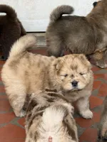Max, a male Chow Chow for sale in Cordele, GA – Photo 2 of 2