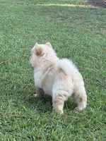 Cream Girl, a female Chow Chow for sale in Cordele, GA – 9 of 10