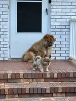 red merle boy, a male Chow Chow for sale in Cordele, GA – 3 of 7