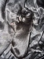 Black girl, a female Chow Chow for sale in Cordele, GA – 5 of 5