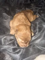 Chocolate Boy, a male Chow Chow for sale in Cordele, GA – 6 of 7