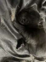 Black girl, a female Chow Chow for sale in Cordele, GA – 4 of 5