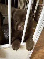 Female, a female Chow Chow for sale in Cordele, GA – Photo 2 of 3