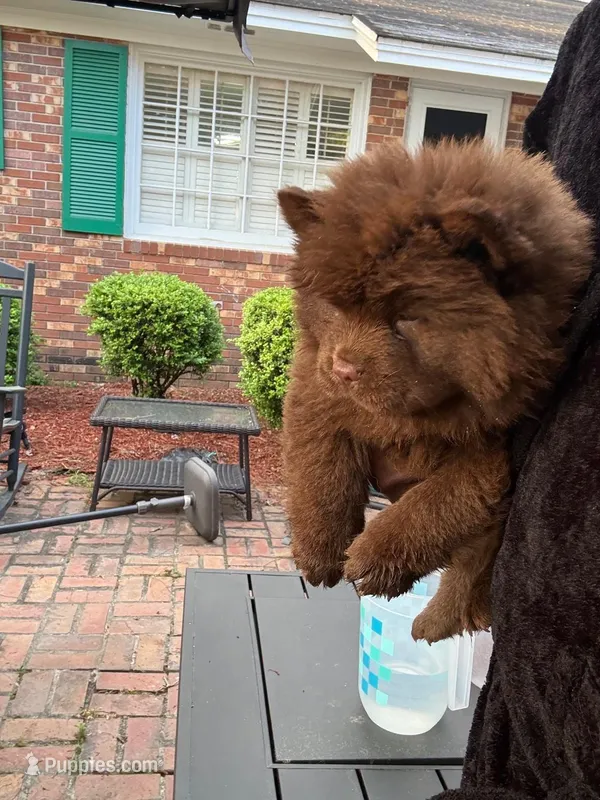 Female – Chow Chow puppy for sale in Cordele, GA
