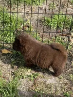 Female, a female Chow Chow for sale in Cordele, GA – Photo 3 of 3