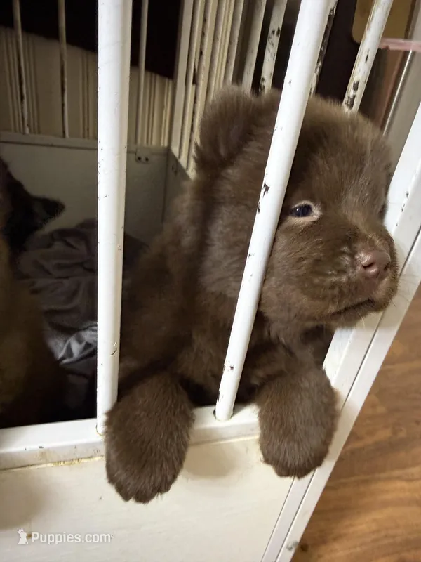 Female, a female Chow Chow for sale in Cordele, GA – Photo 1 of 3