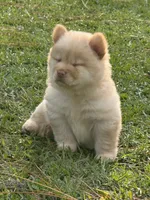 Cream Girl, a female Chow Chow for sale in Cordele, GA – 6 of 10