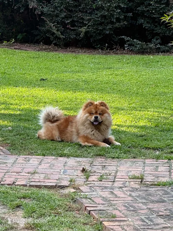 Gambino – Chow Chow puppy for sale in Cordele, GA