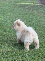 Cream Girl, a female Chow Chow for sale in Cordele, GA – 7 of 10