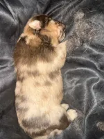 Red Merle , a male Chow Chow for sale in Cordele, GA – 5 of 5