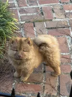 red boy, a male Chow Chow for sale in Cordele, GA – 2 of 4