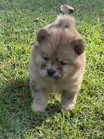 Red Merle Girl, a female Chow Chow for sale in Cordele, GA – 2 of 5