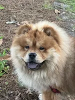 Gambino, a male Chow Chow for sale in Cordele, GA – 5 of 5