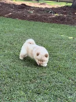 Cream Girl, a female Chow Chow for sale in Cordele, GA – 5 of 10