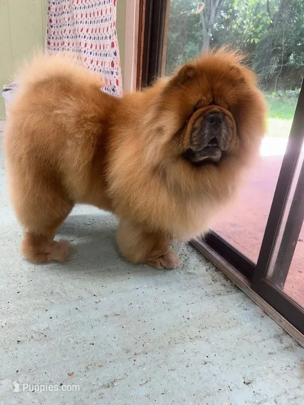 Red Merle – Chow Chow puppy for sale in Cordele, GA