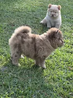 Red Merle Girl, a female Chow Chow for sale in Cordele, GA – 3 of 5