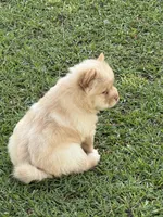 Cream Girl, a female Chow Chow for sale in Cordele, GA – 4 of 10