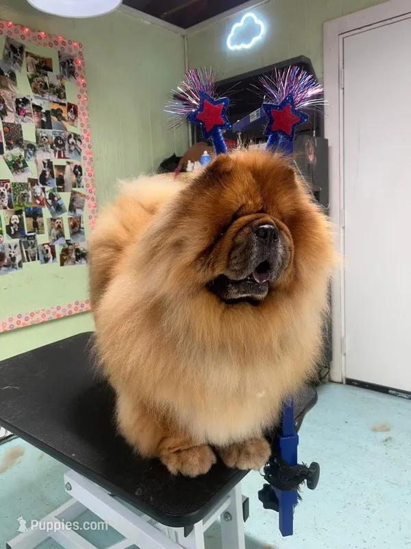 Black girl – Chow Chow puppy for sale in Cordele, GA