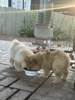 Red Girl, a female Chow Chow for sale in Cordele, GA – 5 of 5