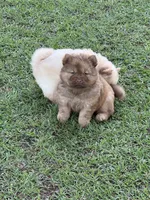 Red Boy, a male Chow Chow for sale in Cordele, GA – 2 of 4