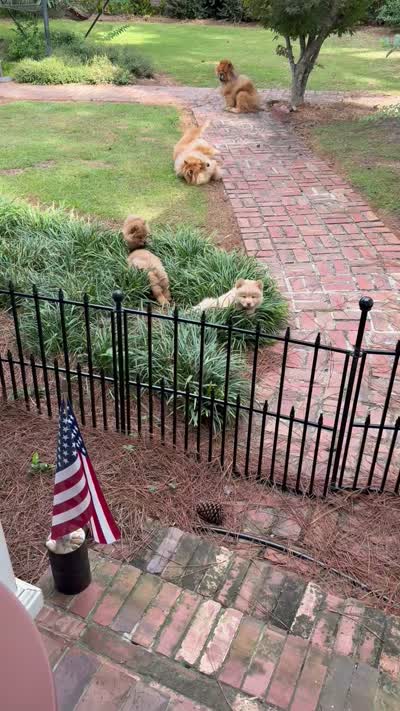 red merle boy, a male Chow Chow for sale in Cordele, GA – 7 of 7