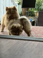 red merle boy, a male Chow Chow for sale in Cordele, GA – 2 of 7